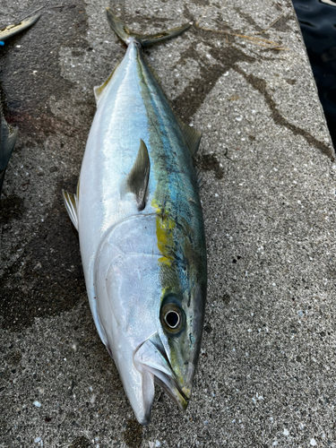 ブリの釣果