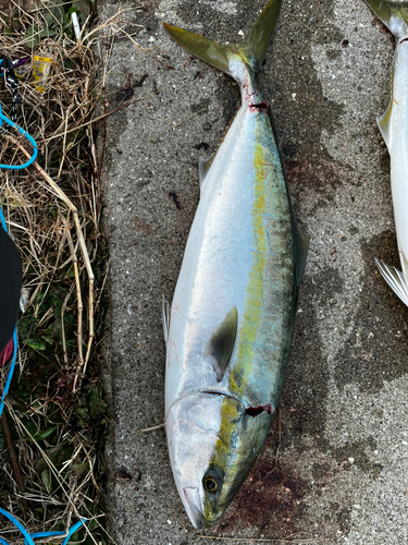 ブリの釣果