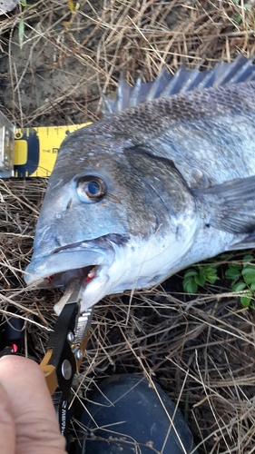 チヌの釣果