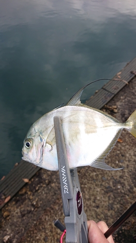 リュウキュウヨロイアジの釣果