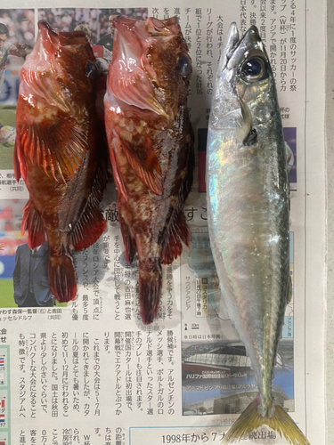 サバの釣果