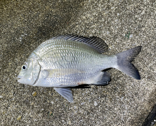 ナンヨウチヌの釣果