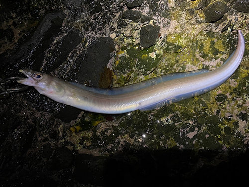 アナゴの釣果