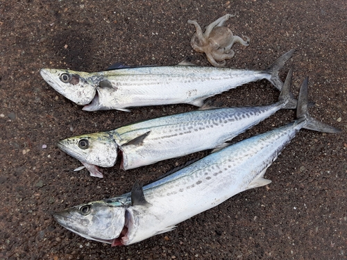 サゴシの釣果