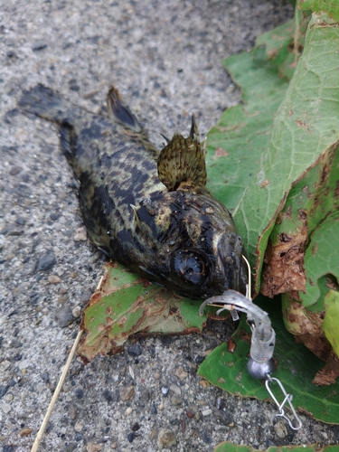 タケノコメバルの釣果