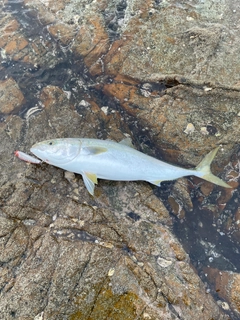 ヤズの釣果