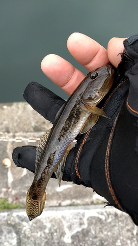 ハゼの釣果