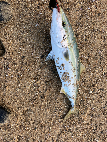 ハマチの釣果