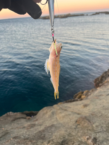 エソの釣果