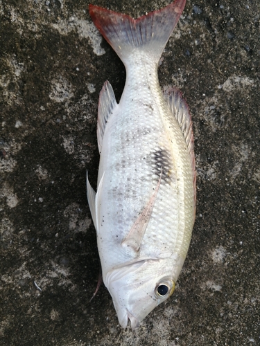 タマンの釣果