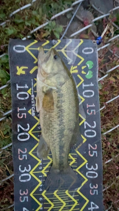 ラージマウスバスの釣果