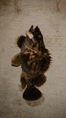 オウゴンムラソイの釣果