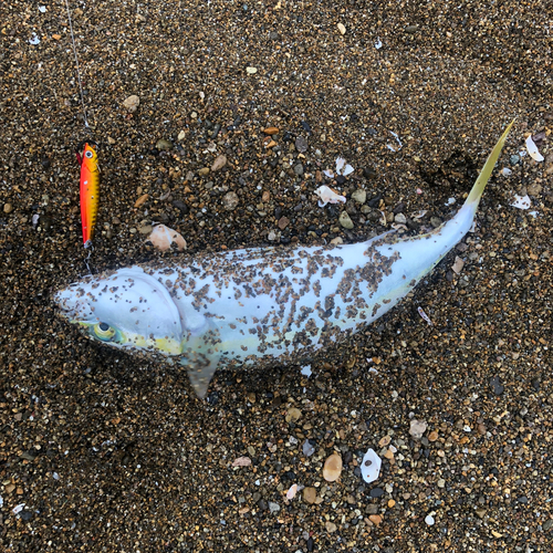 イナダの釣果