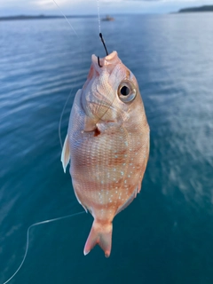 チダイの釣果