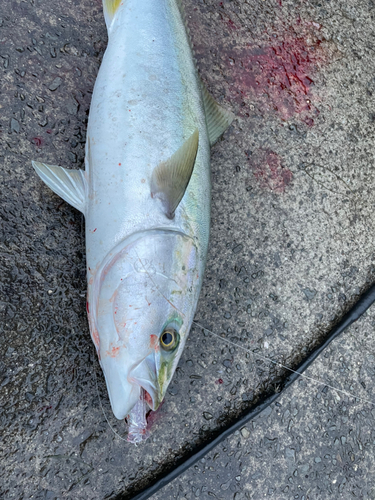 メジロの釣果