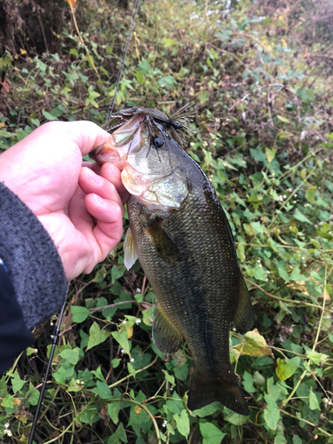 ラージマウスバスの釣果