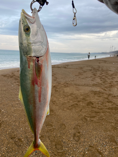 フクラギの釣果