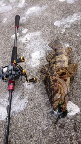 ベッコウゾイの釣果