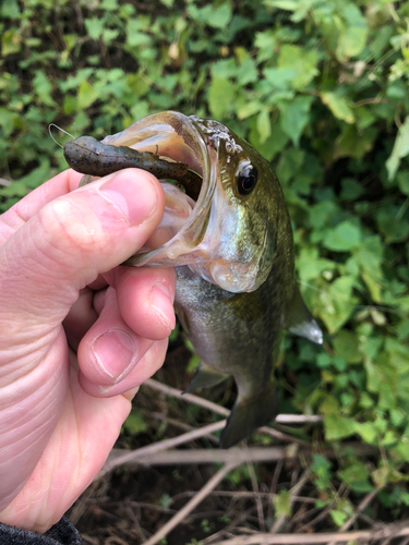 ラージマウスバスの釣果