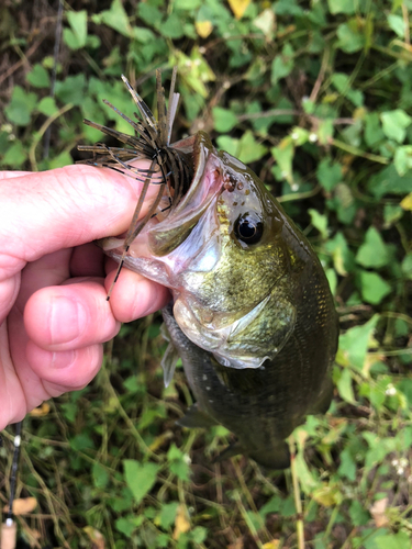 ラージマウスバスの釣果