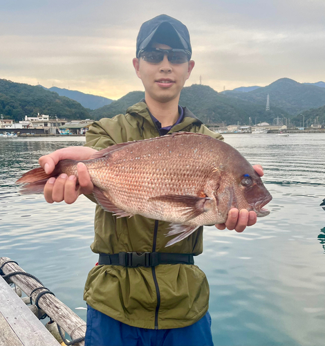 マダイの釣果