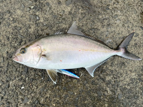 ネリゴの釣果