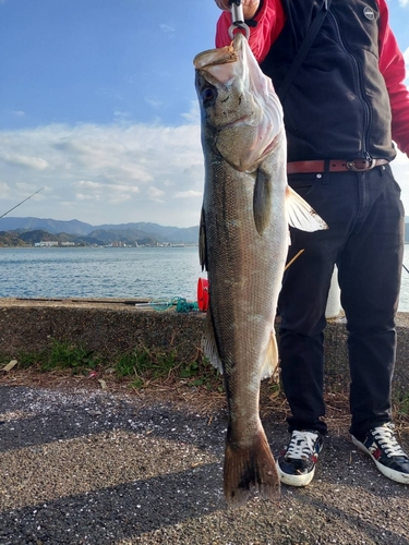 スズキの釣果