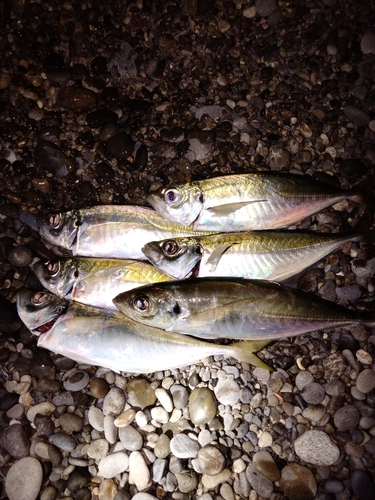 マアジの釣果