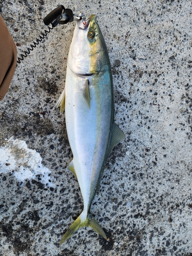 ハマチの釣果