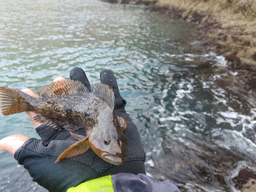 アイナメの釣果