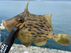 カワハギの釣果