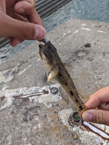 ハゼの釣果