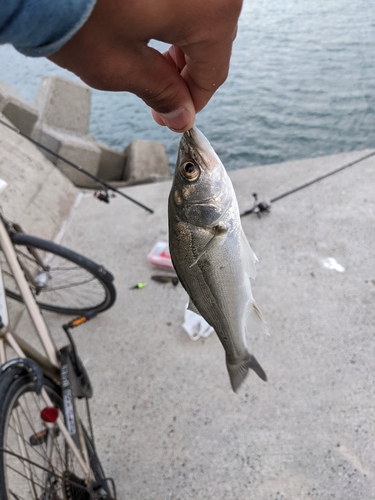 セイゴ（マルスズキ）の釣果