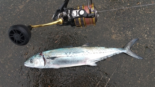 サゴシの釣果