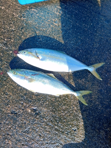 ワカシの釣果