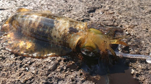 アオリイカの釣果