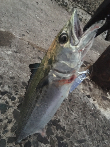 サゴシの釣果