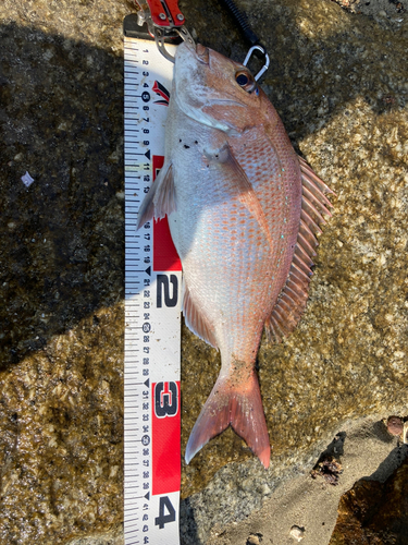 マダイの釣果