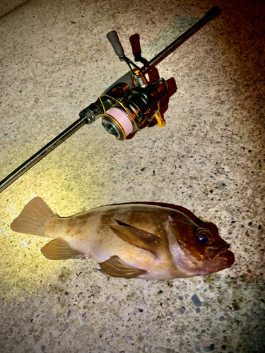 シロメバルの釣果