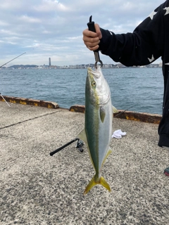 メジロの釣果