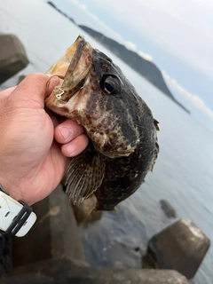 タケノコメバルの釣果