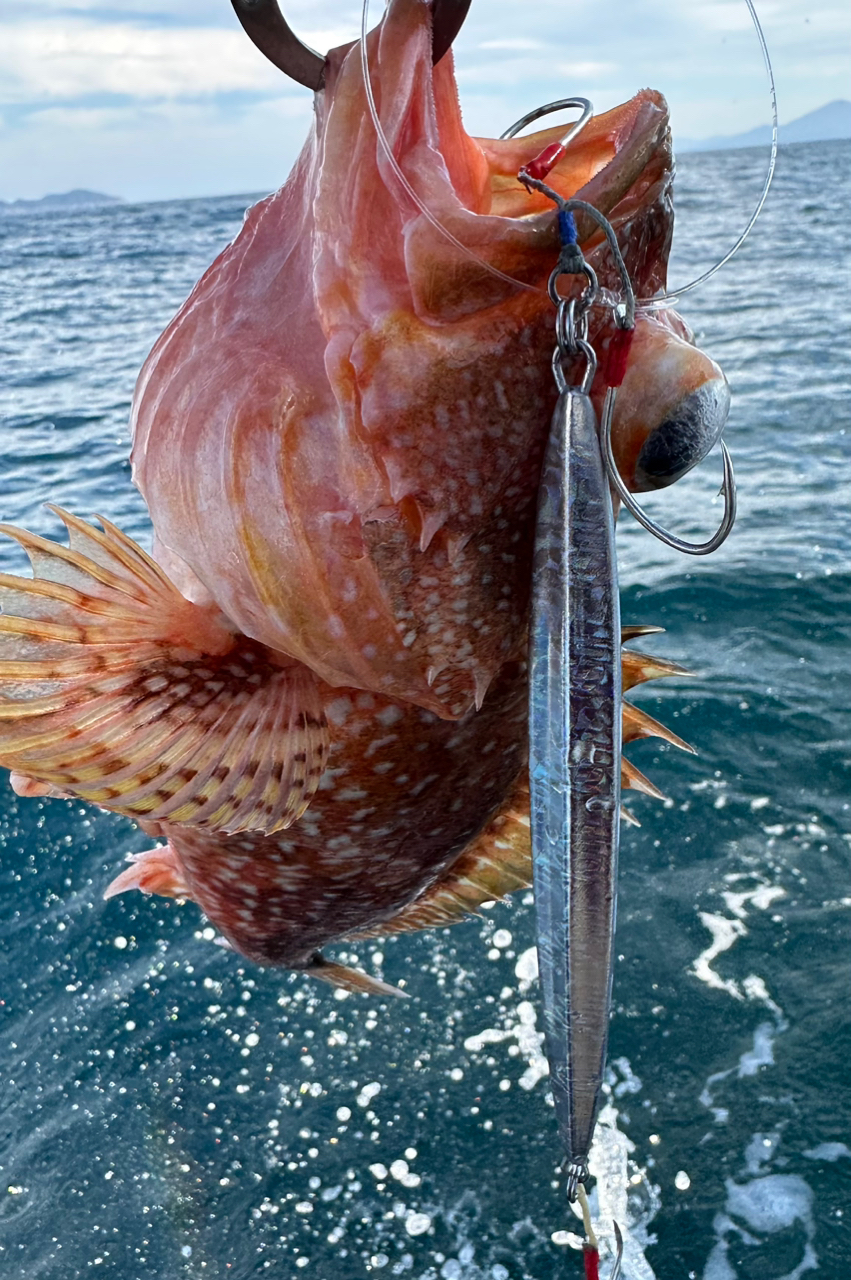 ウッカリカサゴ