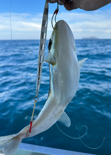 シロサバフグの釣果