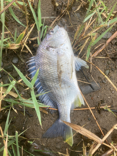 キチヌの釣果