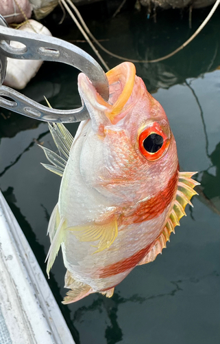 タマガシラの釣果