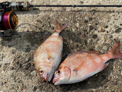 マダイの釣果