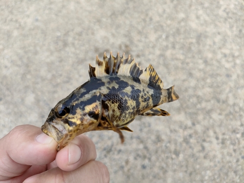 タケノコメバルの釣果