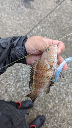 オオモンハタの釣果