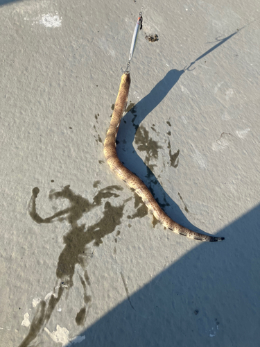 ウミヘビの釣果