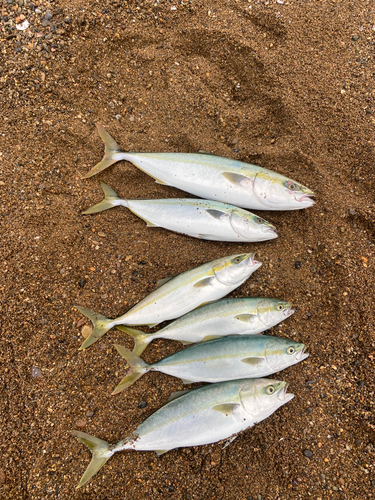 メジロの釣果